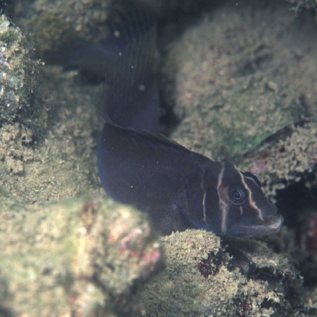 Omobranchus fasciolatoceps